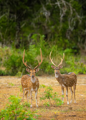 Naklejka na ściany i meble The Sri Lankan axis deer or Ceylon spotted deer is a subspecies of axis deer that inhabits only Sri Lanka. The name chital is not used in Sri Lanka.
