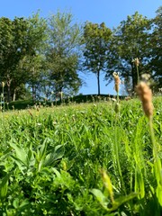 field with sky