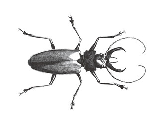 Cerambyx, longhorn beetle. Doodle sketch. Vintage vector illustration.