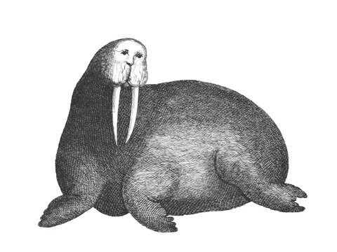 Walrus (Odobenus rosmarus). Doodle sketch. Vintage vector illustration.