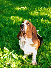 Sad basset hound dog sitting on green grass. The dog opened its mouth and looks up. He has long ears. The photo is vertical and blurry. Park. 