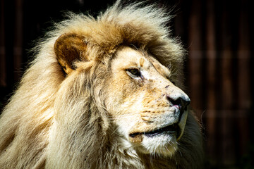 portrait of a lion