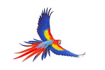 Colorful flying parrot isolated on transparent background png file © Passakorn