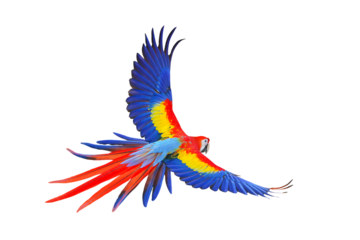 Colorful flying parrot isolated on transparent background png file