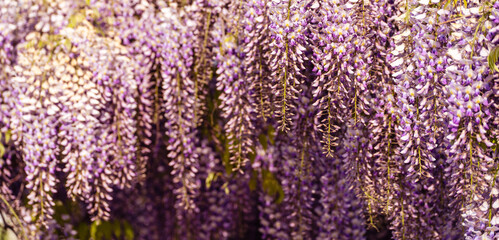Blooming Wisteria Sinensis with scented classic purple flowersin full bloom in hanging racemes closeup. Garden with wisteria in spring