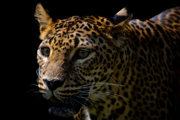 close up portrait of a leopard