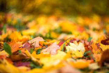Bright autumn maple leaves on a blurred background. autumn background