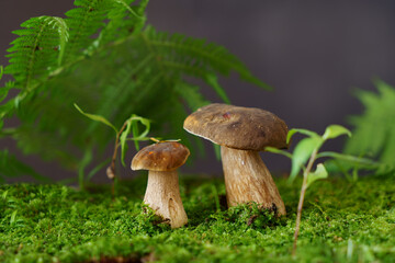 Several porcini mushrooms in the forest under fern leaves.