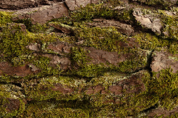 Moss Cover on Pine Tree Bark Close Up Texture