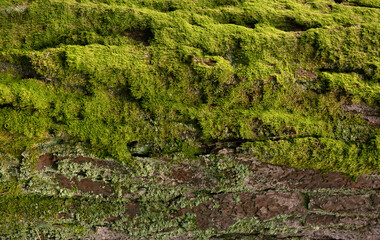 Moss Cover on Pine Tree Bark Close Up Texture