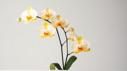 A singular elegant orchid, its petals blossoming in delicate beauty, proudly stands against an immaculate white canvas.
