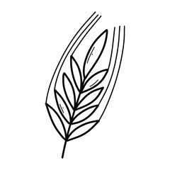 Spikelet of wheat in doodle style. Vector illustration. Linear ear of wheat.