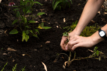 Girl gardener takes care of plants in the garden. hands close up