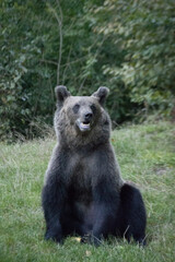 Wild Brown Bear in Romanian Forest