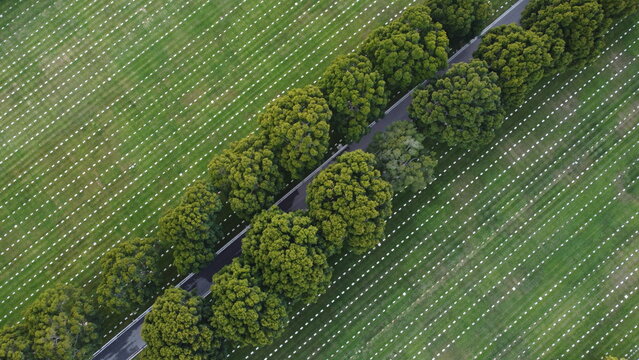 Aerial View of Round Green Trees in Cemetery