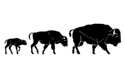 Bison Growth Stages, Wild Land Animal Silhouette Set © Leslie