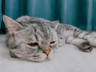 portrait of a cat