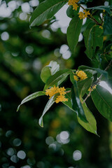 Osmanthus blooming in autumn
