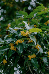 Osmanthus blooming in autumn