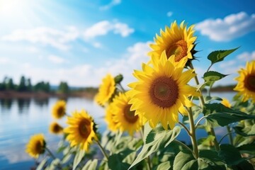 Obraz premium Field of blooming sunflowers and blue sky Generative AI.