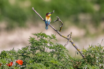 europeen bee-eater perched on a branch near a lake