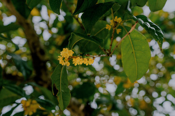 Osmanthus blooming in autumn