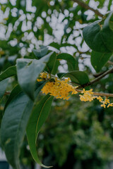 Fototapeta premium Osmanthus blooming in autumn