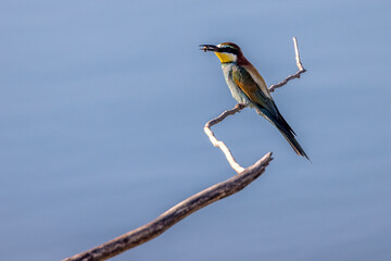 europeen bee-eater perched on a branch near a lake