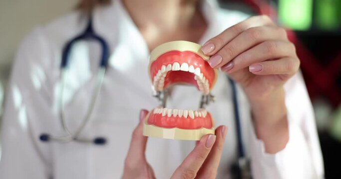 Dentist holding dentures and artificial jaw in hands. Orthopedic dentistry and artificial teeth
