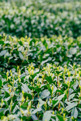 green tea tree leaves