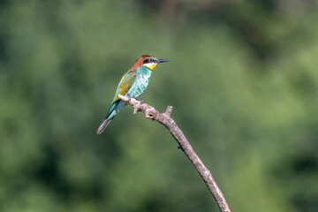europeen bee-eater perched on a branch near a lake