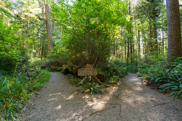 Serene Path Through Olympic National Park's Ozette Triangle Loop