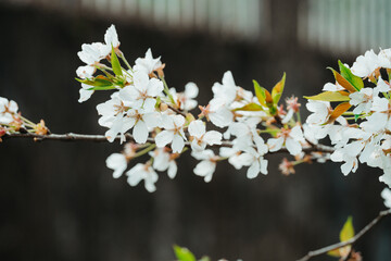 cherry blossom in spring