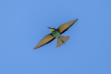 europeen bee-eater in flight over a lake