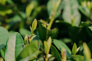 Green tea leaves close-up