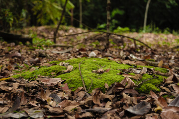 Natureza Amazônica