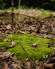 Natureza Amazônica