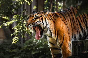 Tiger yawning at the zoo