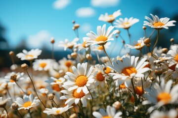 Obraz na płótnie Canvas Field of blooming Daisies and blue sky Generative AI.