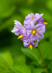 Organically grown potatoes flowering with purple flower. Organic vegetable flowers blossom growth in garden. Selective focus.