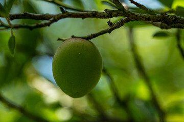 wild plum on branch
