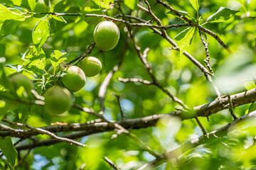 wild plum on branch
