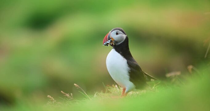 Atlantic Puffin is holding a group of fish in its beak and looking around in the summer in Iceland.