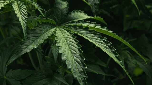 Close-up of large green leaf of cannabis plant growing in greenhouse, production of marijuana for medical legal purposes