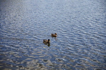 Two ducks swim in the lake of the city of Kharkov