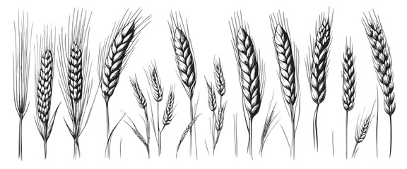 Wheat ears, spikelets sketch. Hand drawn rye in vintage engraving style. Farm organic food concept. Vector illustration