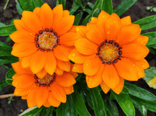 colorful blooming gazania, treasure flowers, with rain drops, close up
