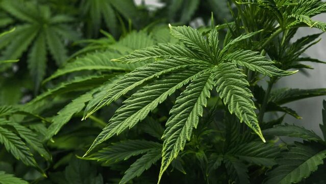 Green leaves of marijuana bush growing in growbox on farm. Cultivation of medical cannabis plant in greenhouse, organic grow of weed for recreational use