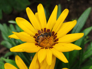 yellow blooming gazania, treasure flower with a bee collecting pollen, close up
