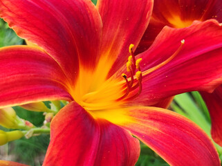 blooming red  lily close up